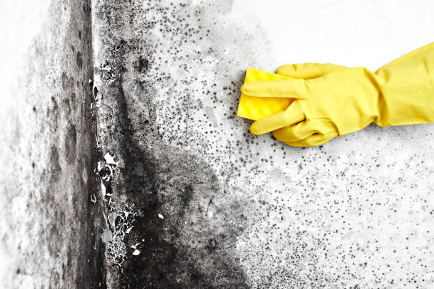 Best Mold Testing and Removal  in Everett, MA
