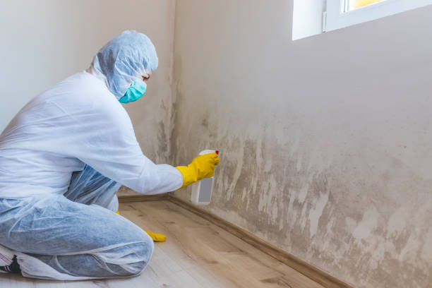 Best Toxic Mold Removal  in Everett, MA