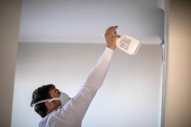 Trusted Everett, MA Mold Removal Experts