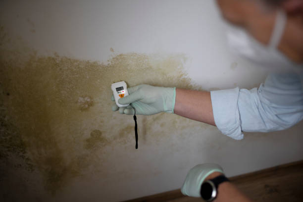 Best Mold Remediation  in Everett, MA