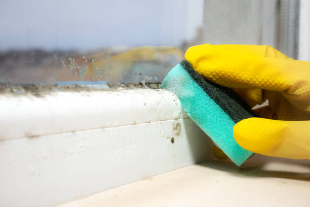 Best Mold Remediation Services  in Everett, MA