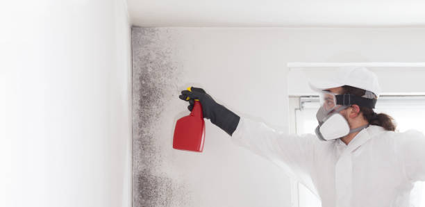 Best Certified Mold Removal  in Everett, MA