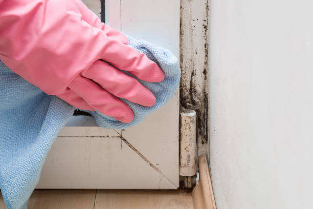 Best Office Mold Removal Services  in Everett, MA