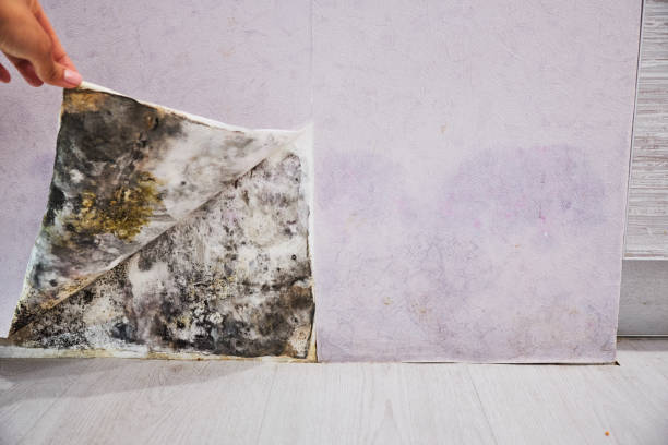 Best Fast Mold Removal  in Everett, MA